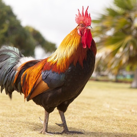 rooster