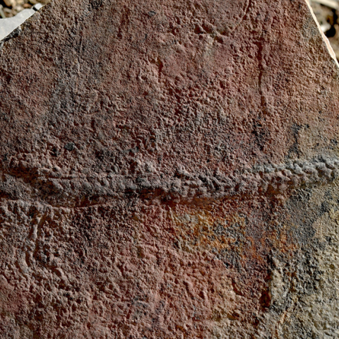 Απολίθωμα ζώου