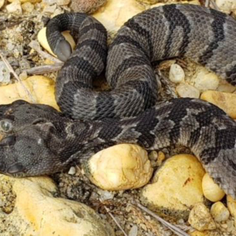 Δικέφαλος κροταλίας