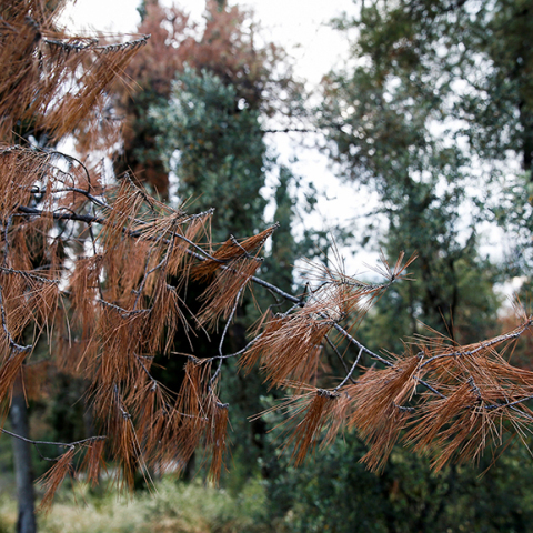 Δάσος Σέιχ Σου