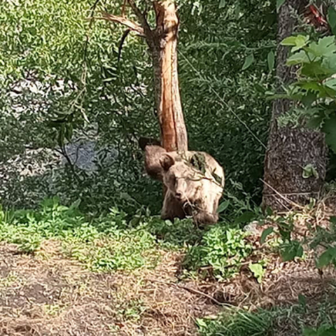 Δίστρατο Ιωαννίνων