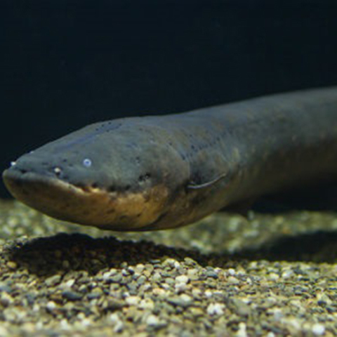 Ηλεκτροφόρο χέλι 