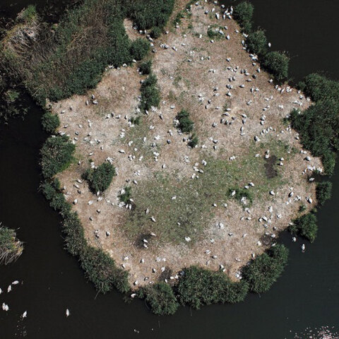 Πελεκάνοι στις Πρέσπες