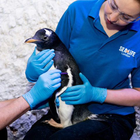 Το πρώτο «ουδέτερο» πιγκουινάκι