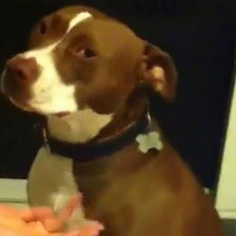 Πίτμπουλ κάνει ότι λιποθυμά για να μην του κόψουν τα νύχια