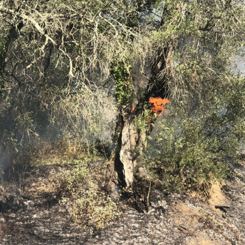 Αγροτοδασική πυρκαγιά στην Κέρκυρα