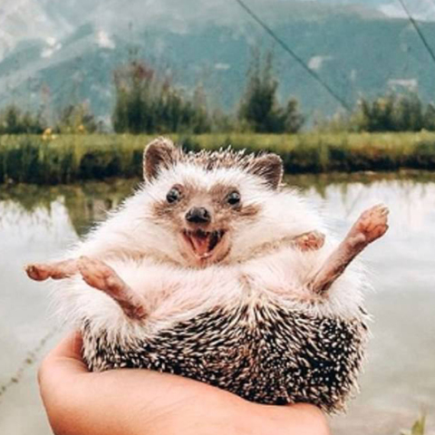 Ο χαμογελαστός Χέρμπι