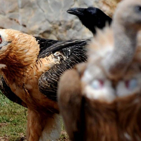 Γυπαετοί στην Κρήτη