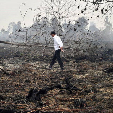 Καμένο δάσος στο Βόρνεο - Οι αρχές εξετάζουν την πιθανότητα καλλιεργητές φοινικέλαιου να βρίσκονται πίσω από τις πυρκαγιές