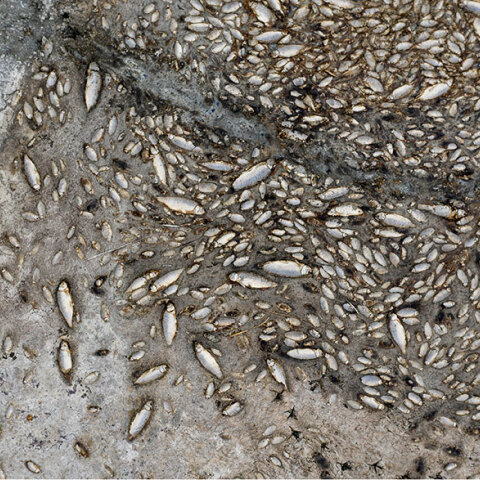 Οικολογική καταστροφή στη λίμνη Κορώνεια - Χιλιάδες νεκρά ψάρια