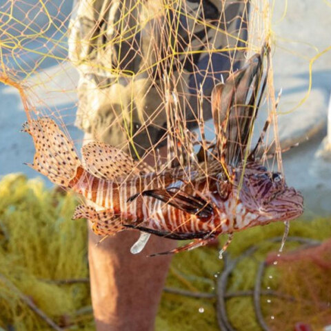 Λεοντόψαρο πιάστηκε στα δίχτυα ψαρά στην Κρήτη