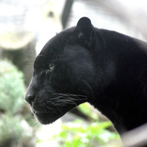 panther1