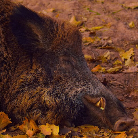 Αγριογούρουνο