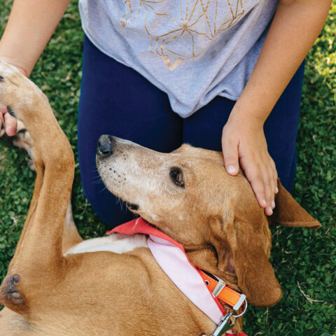 Save a Greek Stray, Παγκόσμια Ημέρα των Ζώων, Μαρίνα Φλοίσβου, Ελένη Φουρέιρα