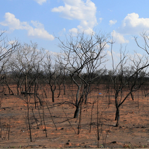Βολιβία, πυρκαγιές