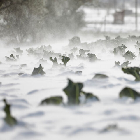 Καταστροφές σε καλλιέργειες