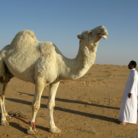 Σαουδική Αραβία