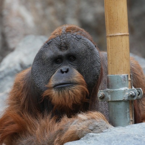 orangutan