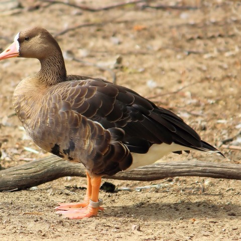 white-fronted-goose
