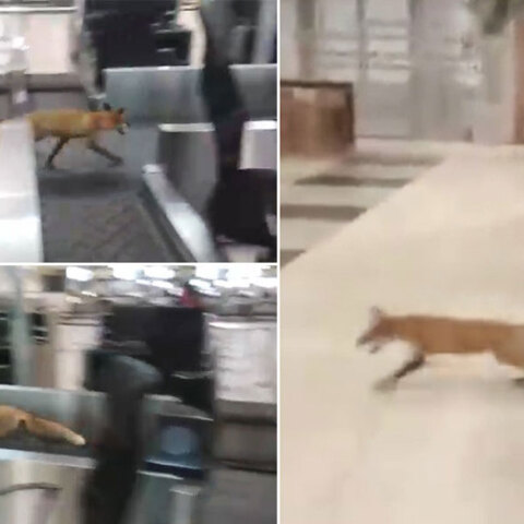 fox-in-moscow-airport.jpg