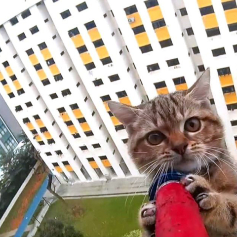 Γάτα στη Σιγκαπούρη