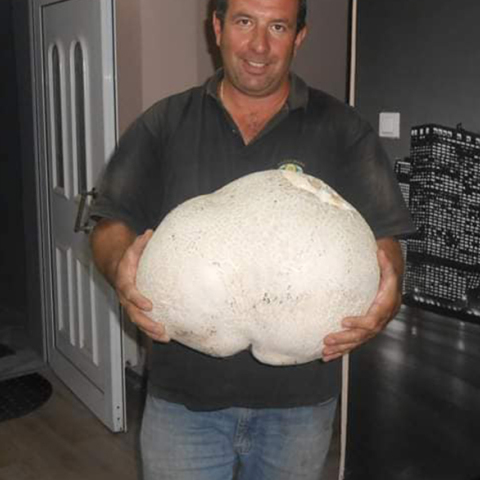 Μανιτάρι γίγας