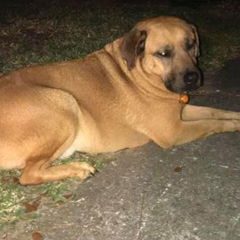 Σκύλος έσωσε τον ιδιοκτήτη του από πυρκαγιά σε σπίτι