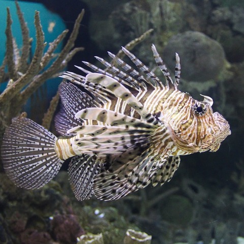 lion-fish