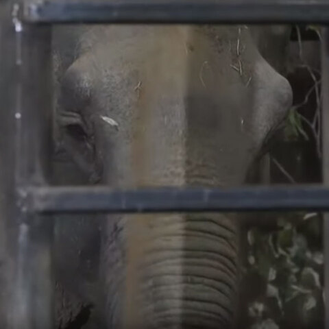 Γέρικος ελέφαντας αφέθηκε ελεύθερος στη φύση - Είχε περάσει δεκαετίες σε τσίρκο