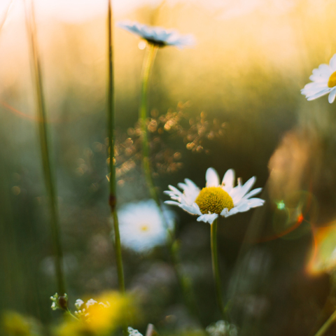 Η τυραννία της Άνοιξης