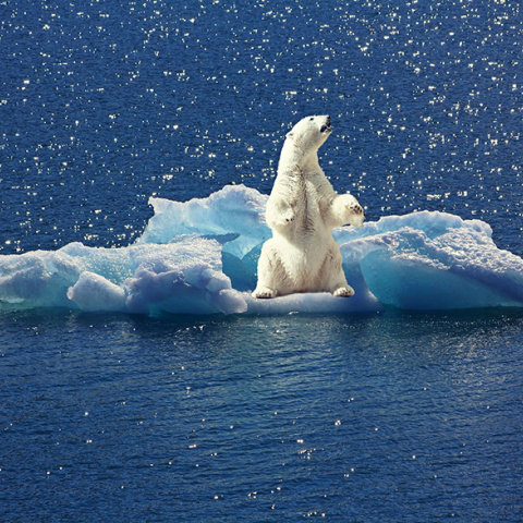 polar-bear-2199534_1920.jpg