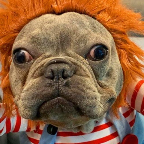 chucky_dog_1.jpg