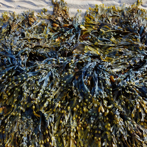 seaweed.jpg