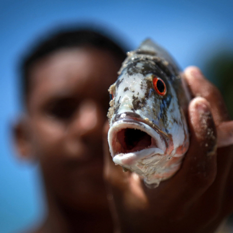 Οικολογική καταστροφή στη Βραζιλία