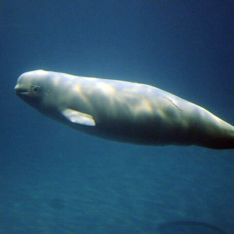 beluga-whales1