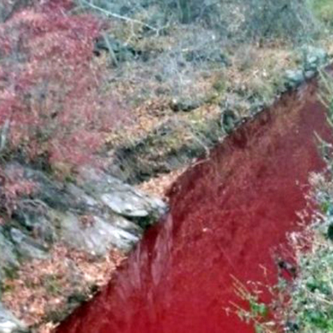 Ποτάμι με αίμα χοίρων 