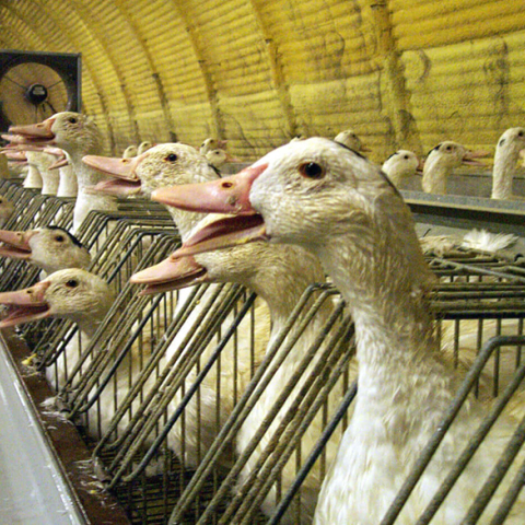 foie-gras.jpg