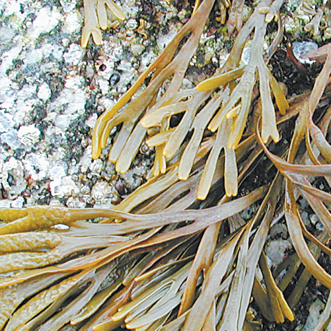 Φύκια: Σύμμαχος στην ομορφιά