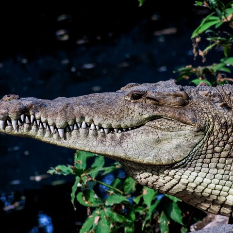 crocodile