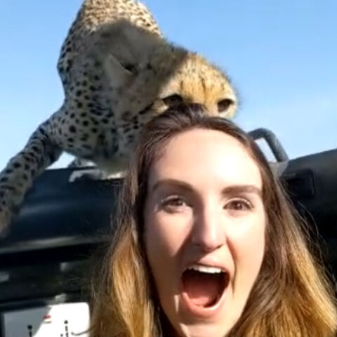 Τσιτάχ στην Τανζανία, μια ανάσα από το κεφάλι επιβάτη σε αυτοκίνητο