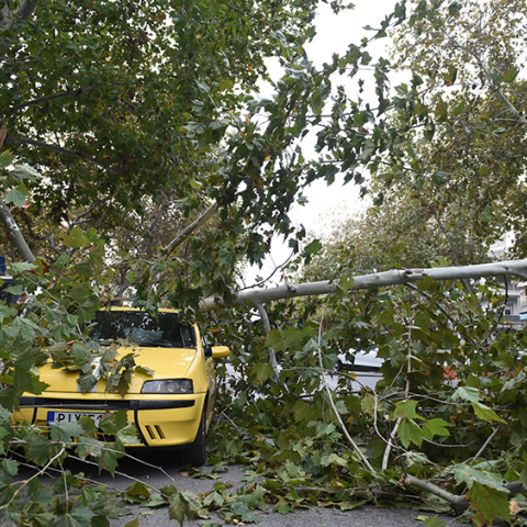 Πτώσεις δέντρων στη Θεσσαλονίκη
