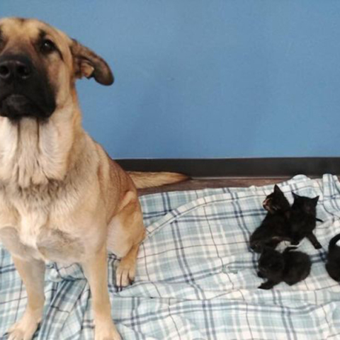 Η ηρωίδα Σερένιτι