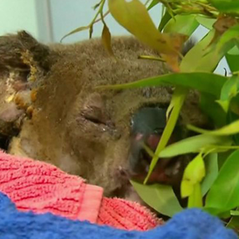 Κοάλα Λούις