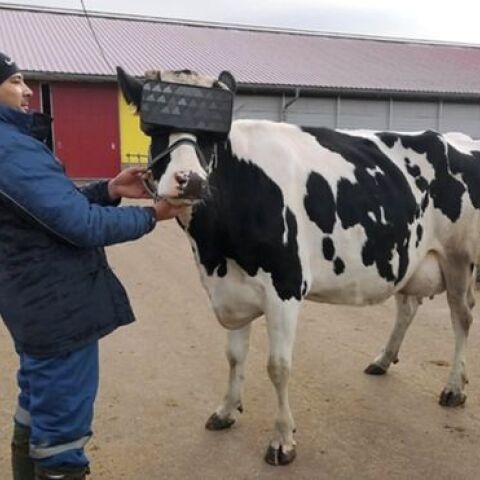 Αγελάδα με VR γυαλιά