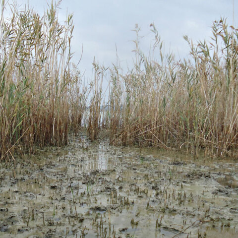 Θεσσαλονίκη, Κιλκίς, Πικρολίμνη