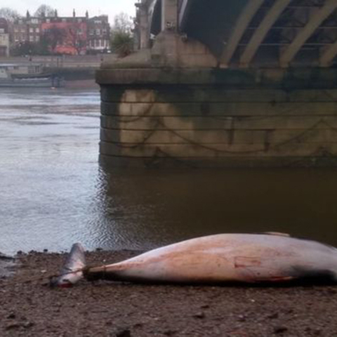 Νεκρή φάλαινα στον Τάμεση