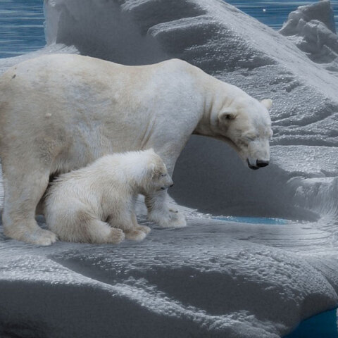 Πολικές αρκούδες