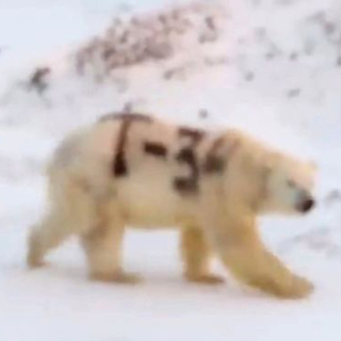 Πολική αρκούδα στην αρκτική Ρωσία 