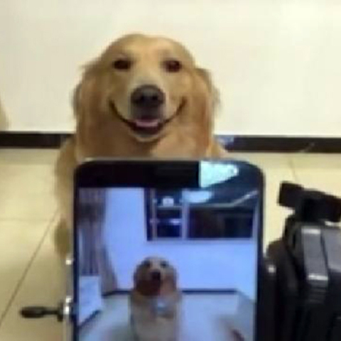 Το χαμόγελο του... σκύλου