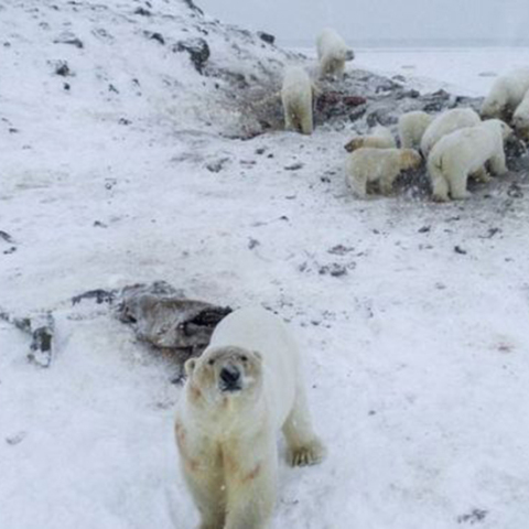 Πολικές αρκούδες 